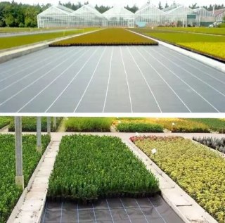Agrotkanina Czarna 160cm x 50m UV 90g Antychwastowa Agrowłóknina + Kotwy